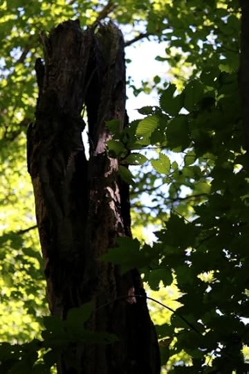 A dead tree trunk with a hole clean through it, in the Reist sanctuary.