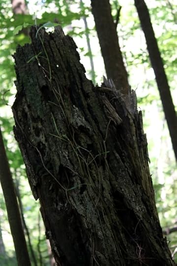 Fine tendrils of new vine on a dead tree in the Reist sanctuary.