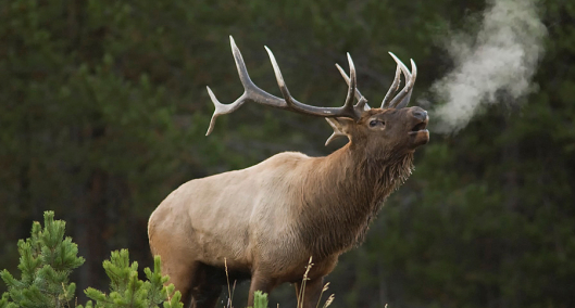 bull-elk-bugling