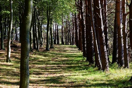 forest-970934_960_720