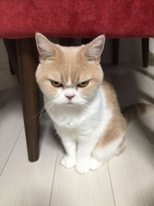 angry-cat2
