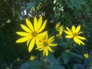 A type of rosinweed, I think. 