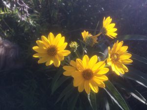 I think this is camphorweed