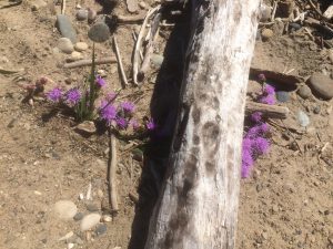 rough blazing star, a type of liatris