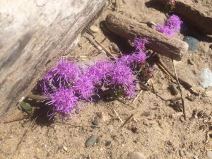 a close-up of one of the rough blazing stars