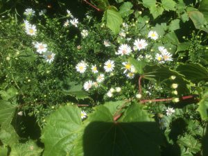 frost aster or fleabane