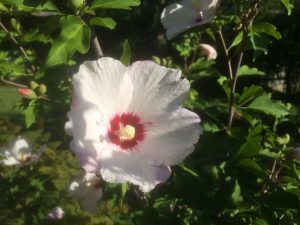 the hummingbirds' fave hibiscus