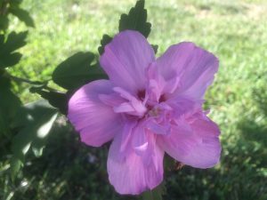 The bees like this one