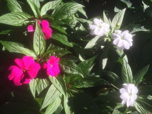 begonias