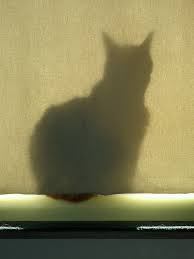 sadow-cat