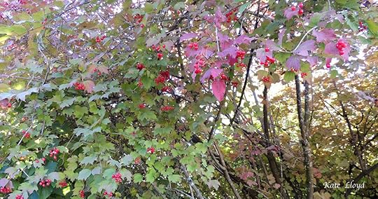 These red berries greeted us on our morning walk.
