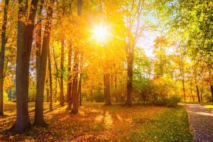 46425130 - autumn landscape