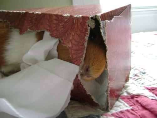If you need to improve your Kleenex storage options or if you have ever had a guinea pig as inclined to take out Kleenex boxes as Miss Pickles...perhaps there is some sort of haunted store near you.