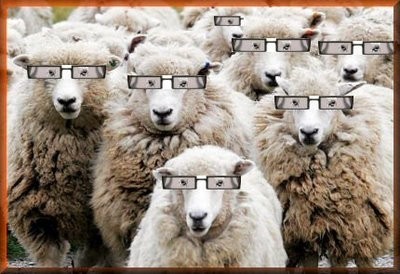Sheep with glasses