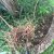 That's a lot of roots!