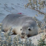 Baby Sea Lion, Seal Bay Conservation Park KI