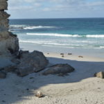 Sea Lion Play Gound
