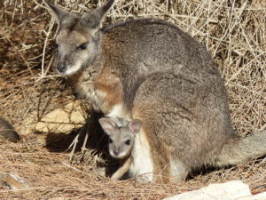 Chilled Out Wallabies at Cape Borda
