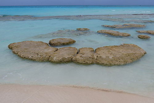 20130118-HighbormeCay-Stromatolite-03.JPG
