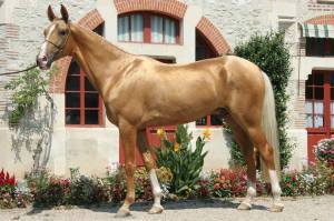 ikon-_golden_akhal_teke-stallion