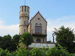 Vineyard outside Osthofen