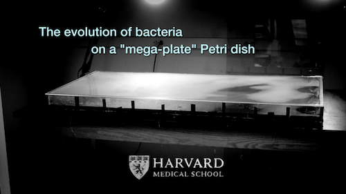 MEGA-plate.png