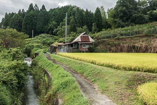Small-Plot Rice Ready for Harvest I doubt anyone actually lives in the house, though -- Otsu, Shiga, Japan -- Copyright 2016 Jeffrey Friedl, http://regex.info/blog/
