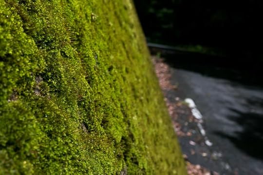 Wish I Had a Good Camera with a nice macro lens for this rich moss -- Uji, Kyoto, Japan -- Copyright 2016 Jeffrey Friedl, http://regex.info/blog/