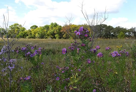 fall flowers and trees