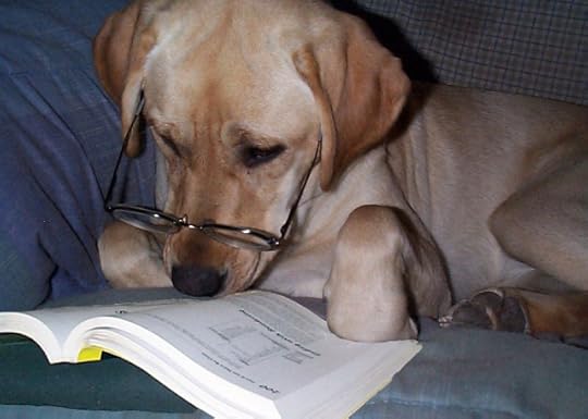 dog-reading-book-53514