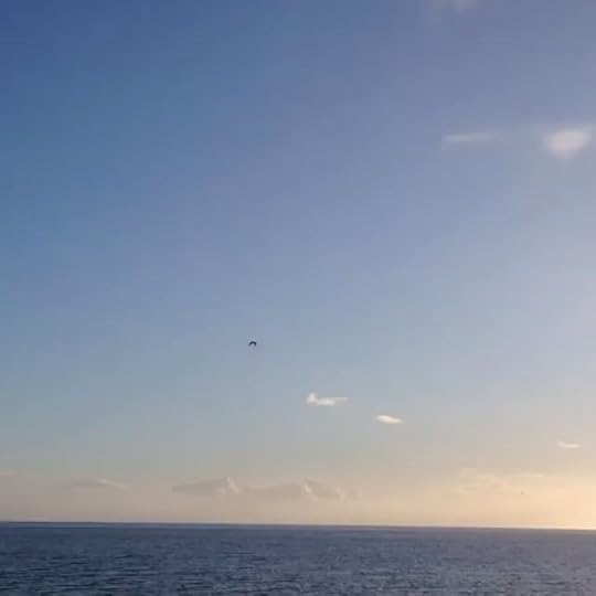 Flying high #provincetown #sea #capecod #birds
