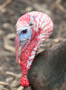 Wild_Turkey_159
