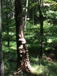 Turkey Tails