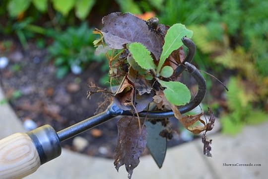 Lifetime Raised Bed Cultivator Weeding Debris