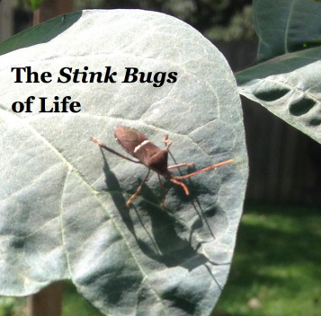 stink-bugs-of-life