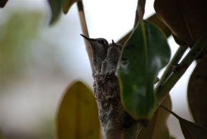 Baby Hummingbirds. Photo by John Morgan