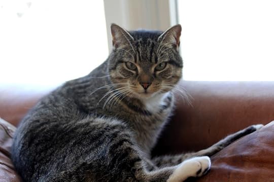 Benji Supervising Breakfast