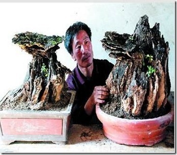 ganoderma bonsai