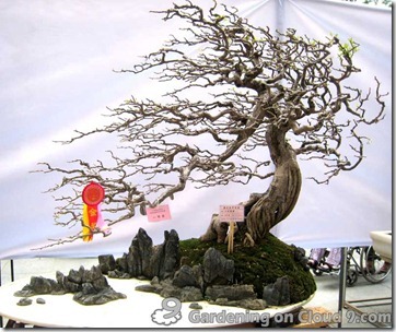 penjing-bonsai-exhibition-08