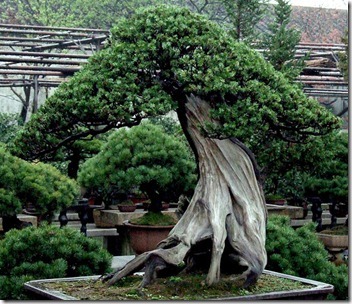 oldest bonsai tree