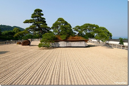 biggest bonsai tree