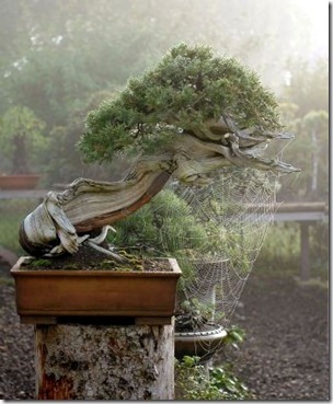 rocky mountin juniper walter pall
