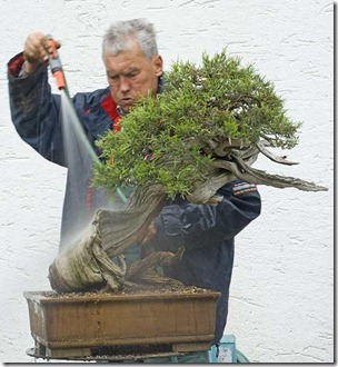 rocky mountin juniper walter pall2
