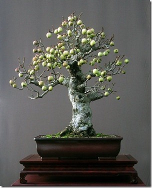 walter pall crab apple