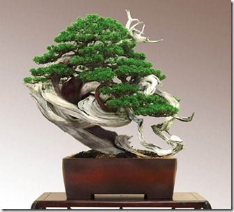 Juniperus Chinensis