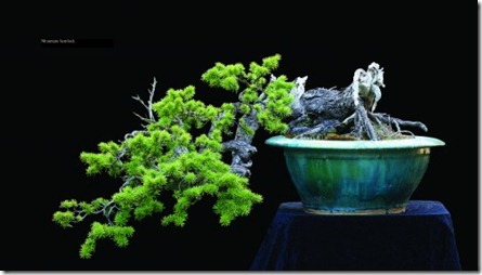 dan robinson mountain hemlock