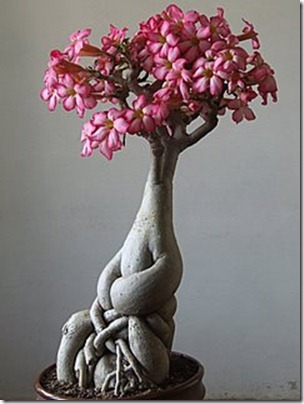 Adenium Flower