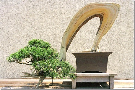 Semi-cascade Juniper Bonsai