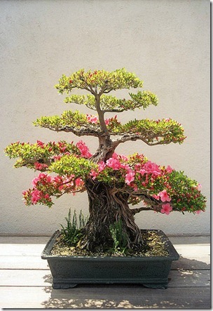 azaleea tree