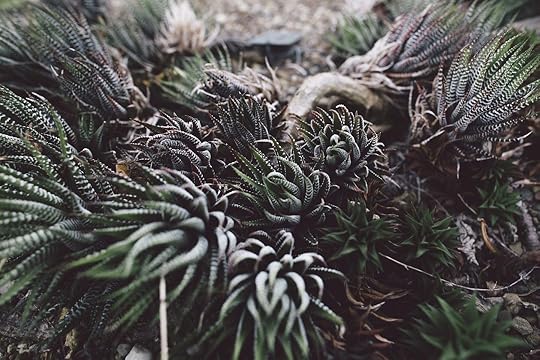 succulent-984106_1280